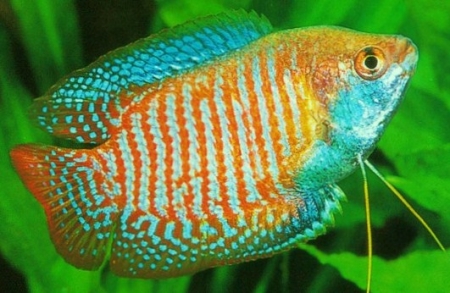 Во-первых, аквариумные рыбки различаются по температуре содержания, и